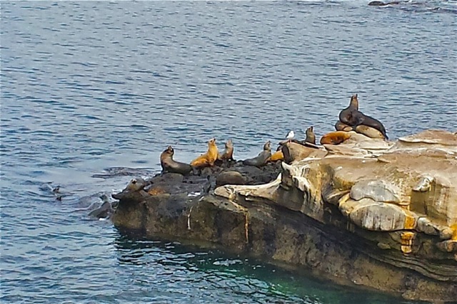 Seals at the beach