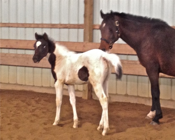 Colt Cupid and his mama, Kissed Bye Arose